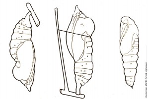 pupa